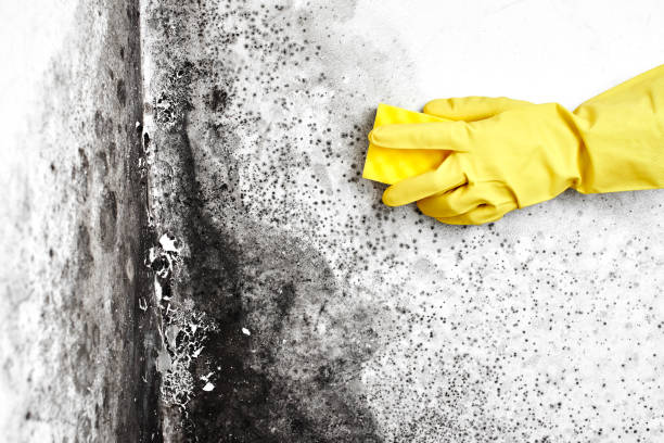 Best Commercial Mold Inspection  in Frostburg, MD