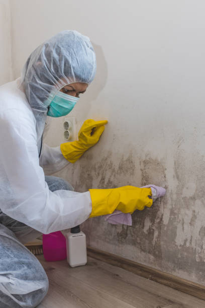 Best Emergency Mold Remediation  in Frostburg, MD